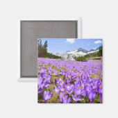 Blumen | Crocus Pirin Mountain Park Bulgarien Magnet (Vorderseite/Rückseite)
