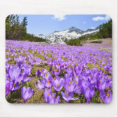 Blumen | Crocus Pirin Mountain Park Bulgarien Mousepad (Vorne)