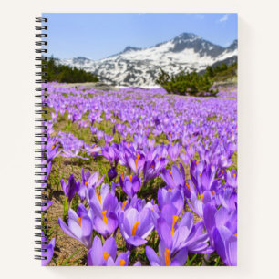 Blumen Crocus Pirin Mountain Park Bulgarien Notizblock