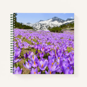 Blumen Crocus Pirin Mountain Park Bulgarien Notizblock