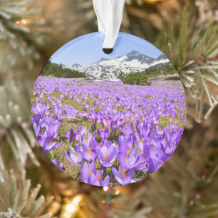 Blumen Crocus Pirin Mountain Park Bulgarien Ornament