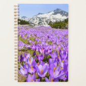 Blumen | Crocus Pirin Mountain Park Bulgarien Planer (Vorderseite)
