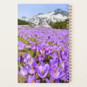 Blumen | Crocus Pirin Mountain Park Bulgarien Planer (Rückseite)
