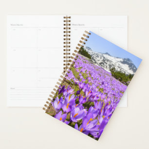 Blumen Crocus Pirin Mountain Park Bulgarien Planer