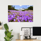 Blumen | Crocus Pirin Mountain Park Bulgarien Poster (Heimbüro)