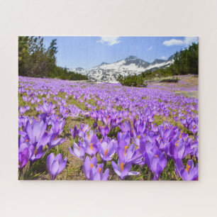 Blumen   Crocus Pirin Mountain Park Bulgarien Puzzle