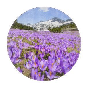 Blumen Crocus Pirin Mountain Park Bulgarien Schneidebrett