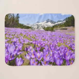 Blumen   Crocus Pirin Mountain Park Bulgarien Sherpadecke