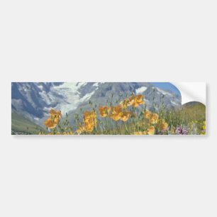 Blumen der Button-Alpen, Frankreich Autoaufkleber