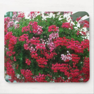 Blumen der Efeu-Pelargonie (Pelargonie Peltatum) Mousepad