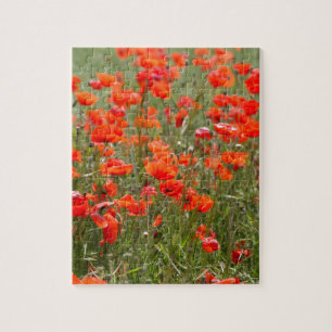 Blumen der gemeinen Mohnblume auf einem Gebiet Puzzle