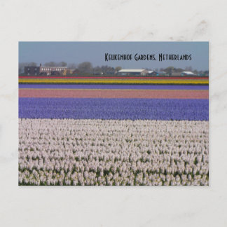 Blumen der Niederlande Postkarte