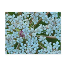 Blumen der Wilde Möhre