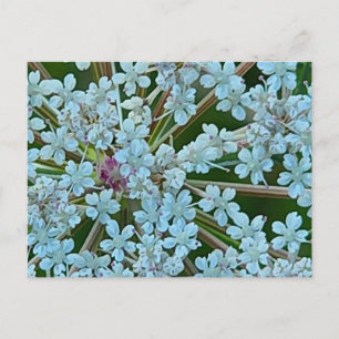 Blumen der Wilde Möhre Postkarte