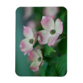 Blumen | Dogwood-Blüten Magnet (Vertikal)