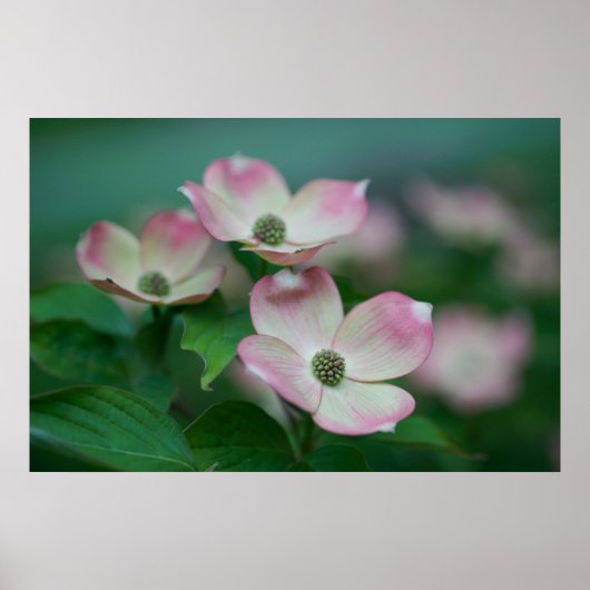 Blumen | Dogwood-Blüten Poster (Vorne)