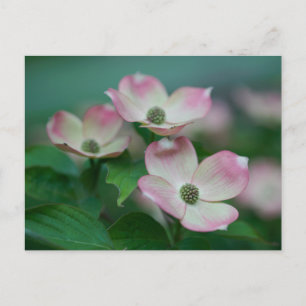 Blumen Dogwood-Blüten Postkarte