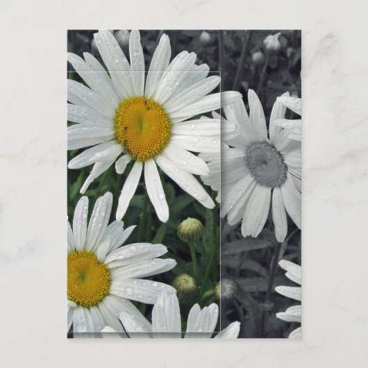 Blumen durch den See - Gänseblümchen Postkarte (Vorderseite)