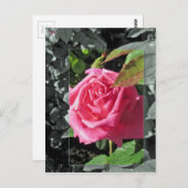 Blumen durch den See - Rosa Postkarte (Vorne/Hinten)