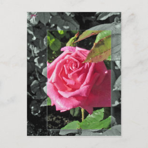 Blumen durch den See - Rosa Postkarte