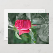 Blumen durch den See - Rosen-Knospe Postkarte (Vorne/Hinten)
