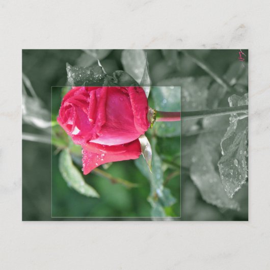 Blumen durch den See - Rosen-Knospe Postkarte (Vorderseite)