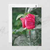 Blumen durch den See - Rosen-Knospe Postkarte (Vorne/Hinten)