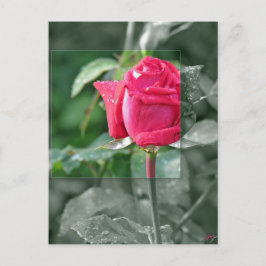 Blumen durch den See - Rosen-Knospe Postkarte