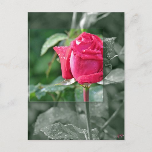 Blumen durch den See - Rosen-Knospe Postkarte (Vorderseite)