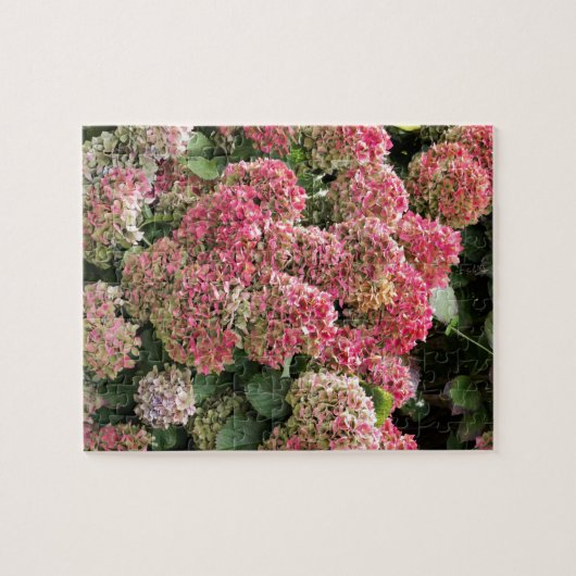 Blumen eines Franzosen Hydrangea (Hydrangea Puzzle (Horizontal)