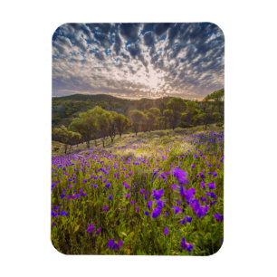 Blumen   Flinders Ranges Australien Magnet