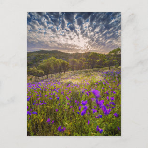 Blumen Flinders Ranges Australien Postkarte