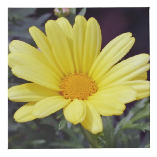 Blumen-Foto-Würfel Würfel (Vorderseite)