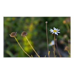 Blumen Fotodruck