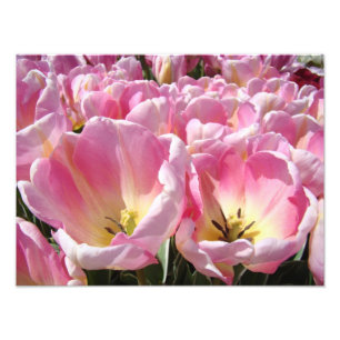 Blumen-Fotografie-Kunstprints Tulpen Blumen Natur Fotodruck