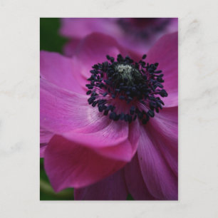Blumen-Fotografie-Postkarte Schwarzes Herz Postkarte
