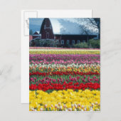 Blumen-Garten, Skagit-Landkreis, Postkarte (Vorne/Hinten)
