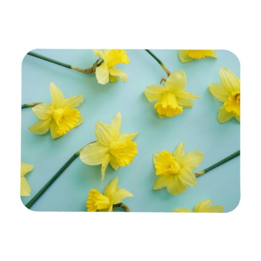 Blumen | Gelbe Daffodien Magnet (Horizontal)
