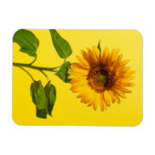 Blumen | Gelbe Sonnenblume Magnet (Horizontal)