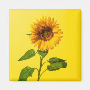 Blumen   Gelbe Sonnenblume Magnet