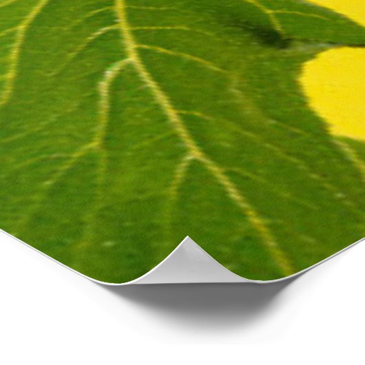 Blumen | Gelbe Sonnenblume Poster (Ecke)