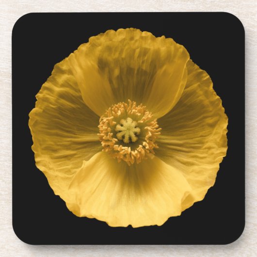 Blumen | Gelber Mohn Getränkeuntersetzer (Vorderseite)