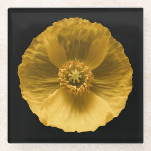 Blumen   Gelber Mohn Glasuntersetzer