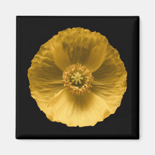 Blumen Gelber Mohn Magnet
