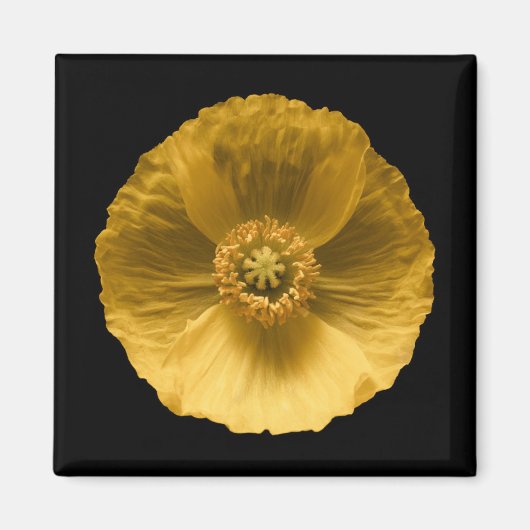 Blumen | Gelber Mohn Magnet (Vorne)