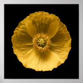 Blumen | Gelber Mohn Poster (Vorne)