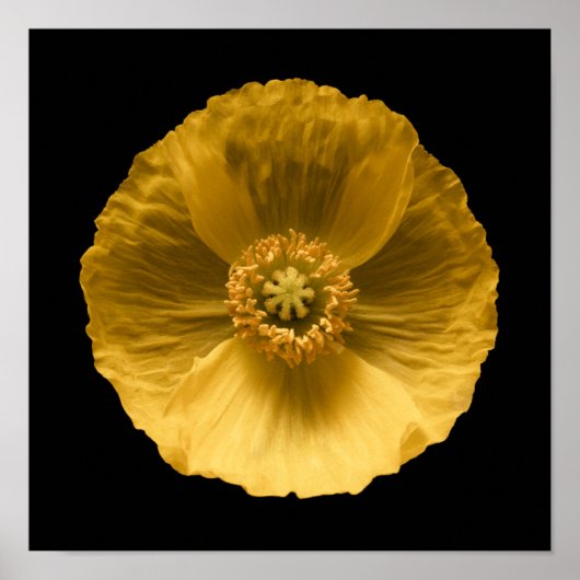 Blumen | Gelber Mohn Poster (Vorne)