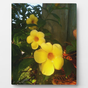 Blumen-gelbes Kakao-Strand jGibney 2014 das MUSEUM Fotoplatte