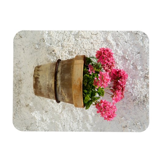 Blumen | Geranium in Blume in Pot Magnet (Horizontal)