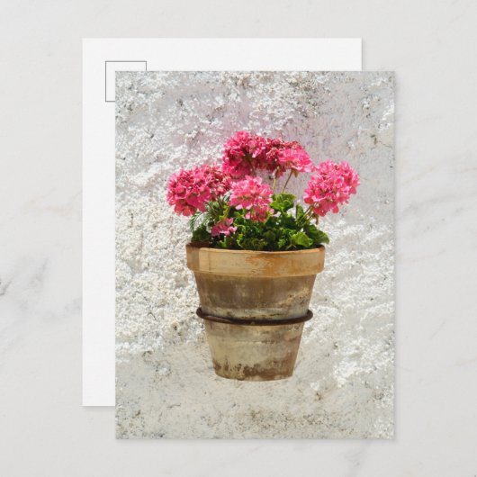 Blumen | Geranium in Blume in Pot Postkarte (Vorne/Hinten)